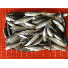 W/R Frozen Horse Mackerel Fish